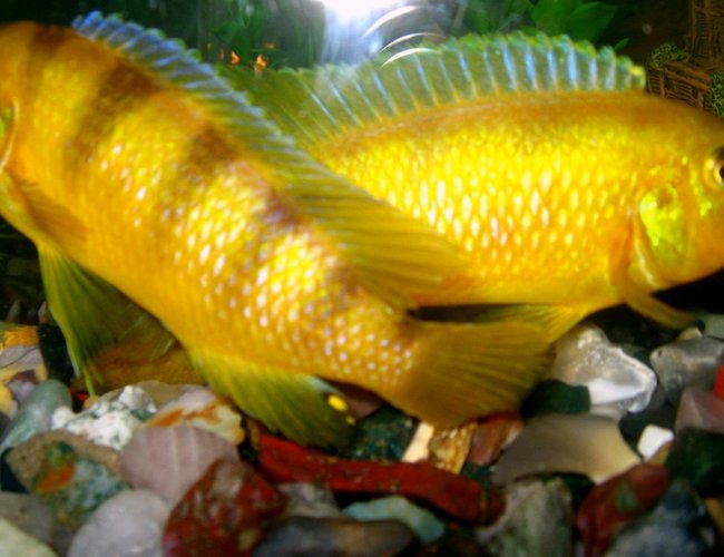 freshwater fish - labidochromis caeruleus - electric yellow cichlid stocking in 50 gallons tank - Male yellow Mbuna: Both had grown very big and had become terror for other fishes. Had to give them away. freshwater fish - labidochromis caeruleus - electric yellow cichlid stocking in 50 gallons tank - Male yellow Mbuna: Both had grown very big and had become terror for other fishes. Had to give them away.