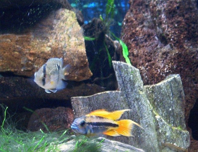 freshwater fish - cleithracara maronii - keyhole cichlid stocking in 55 gallons tank - Orange Flash and Keyhole Cichlids freshwater fish - cleithracara maronii - keyhole cichlid stocking in 55 gallons tank - Orange Flash and Keyhole Cichlids