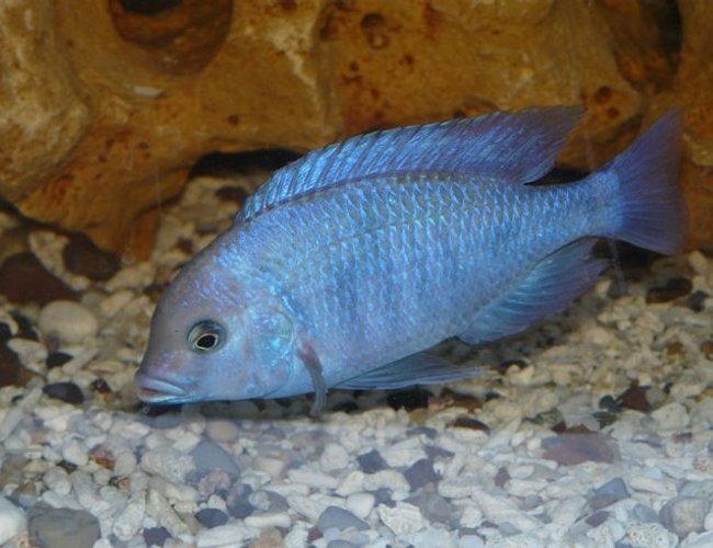 freshwater fish - cyrtocara moorii - moorei cichlid stocking in 15 gallons tank - Cyrtocara moorii (male) freshwater fish - cyrtocara moorii - moorei cichlid stocking in 15 gallons tank - Cyrtocara moorii (male)