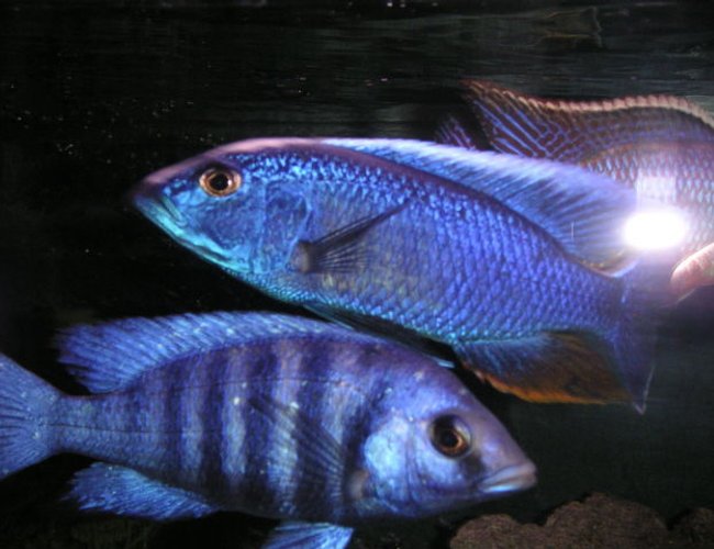 freshwater fish - protomelas steveni - taiwan reef stocking in 125 gallons tank - ANYONE HUNGRY? freshwater fish - protomelas steveni - taiwan reef stocking in 125 gallons tank - ANYONE HUNGRY?