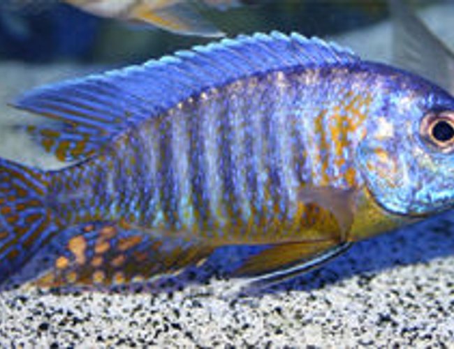 freshwater fish - aulonocara korneliae - orange shoulder peacock stocking in 90 gallons tank - Aulonocara korneliae freshwater fish - aulonocara korneliae - orange shoulder peacock stocking in 90 gallons tank - Aulonocara korneliae