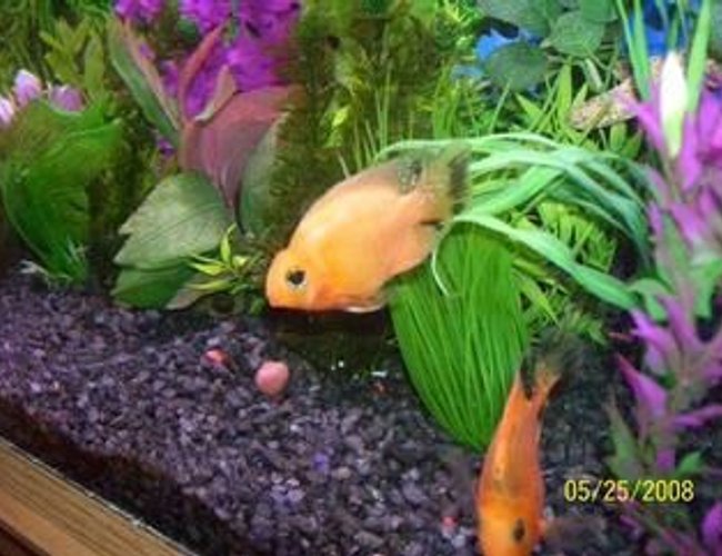 freshwater fish - heros severus x amphilophus citrinellum - blood parrot stocking in 65 gallons tank - Two Parrot Chiclids freshwater fish - heros severus x amphilophus citrinellum - blood parrot stocking in 65 gallons tank - Two Parrot Chiclids