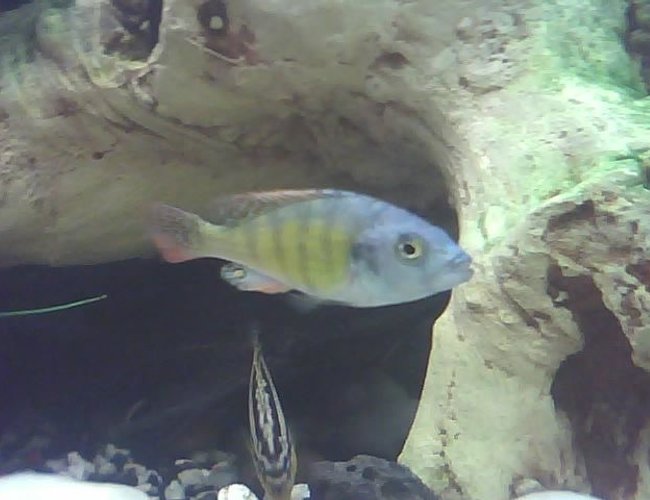 freshwater fish - haplochromis sp. 44 - red tail stocking in 60 gallons tank - hi freshwater fish - haplochromis sp. 44 - red tail stocking in 60 gallons tank - hi