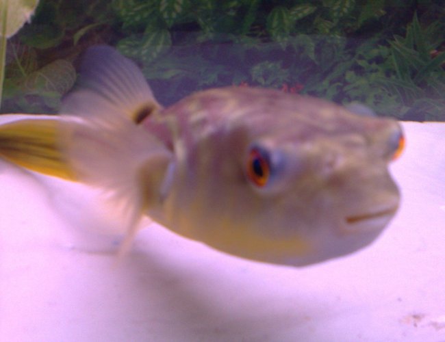 freshwater fish - carinotetraodon travancoricus - dwarf puffer stocking in 46 gallons tank - Another look at my PUFFER freshwater fish - carinotetraodon travancoricus - dwarf puffer stocking in 46 gallons tank - Another look at my PUFFER