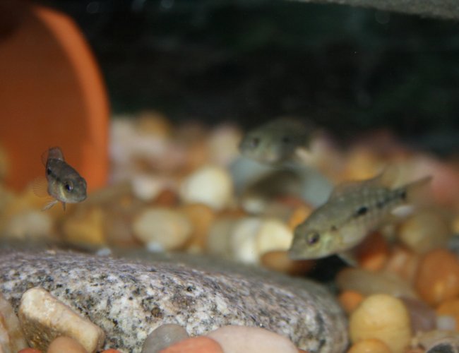 freshwater fish - herichthys carpinte - green texas cichlid stocking in 55 gallons tank - 3 baby texas cichlids. freshwater fish - herichthys carpinte - green texas cichlid stocking in 55 gallons tank - 3 baby texas cichlids.