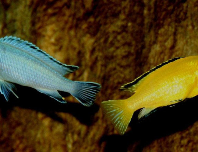 freshwater fish - labidochromis caeruleus - electric yellow cichlid stocking in 120 gallons tank - Pseudotropheus socolofi, Labidochromis caeruleus freshwater fish - labidochromis caeruleus - electric yellow cichlid stocking in 120 gallons tank - Pseudotropheus socolofi, Labidochromis caeruleus