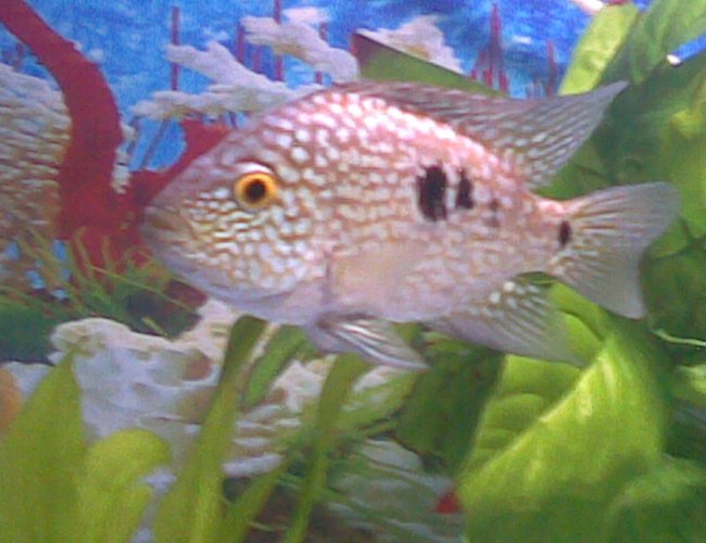 freshwater fish - herichthys cynoguttatus - texas cichlid stocking in 55 gallons tank - My Texas freshwater fish - herichthys cynoguttatus - texas cichlid stocking in 55 gallons tank - My Texas