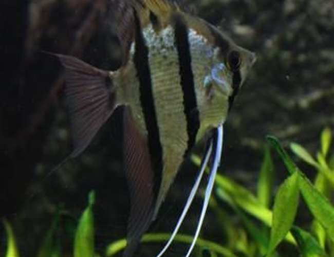 freshwater fish - pterophyllum scalare - angelfish stocking in 350 gallons tank - Angel Fish (wild) from tefe freshwater fish - pterophyllum scalare - angelfish stocking in 350 gallons tank - Angel Fish (wild) from tefe