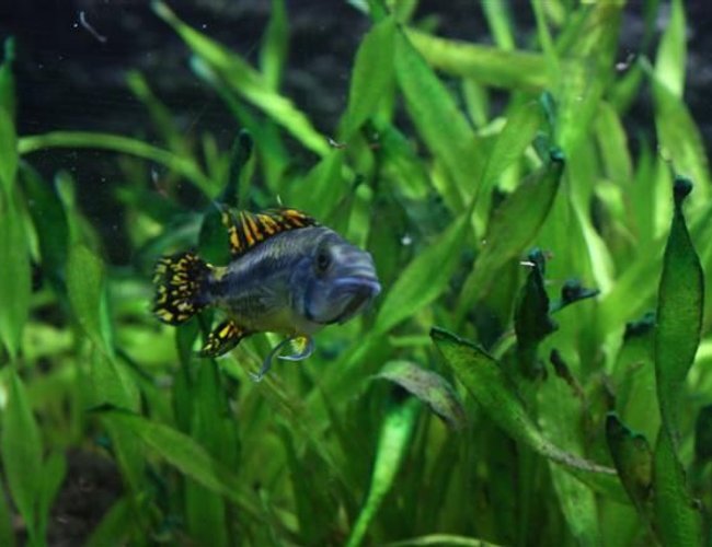 freshwater fish - apistogramma cacatuoides - double full red cockatoo cichlid stocking in 350 gallons tank - Apistogramma cactuoides freshwater fish - apistogramma cacatuoides - double full red cockatoo cichlid stocking in 350 gallons tank - Apistogramma cactuoides