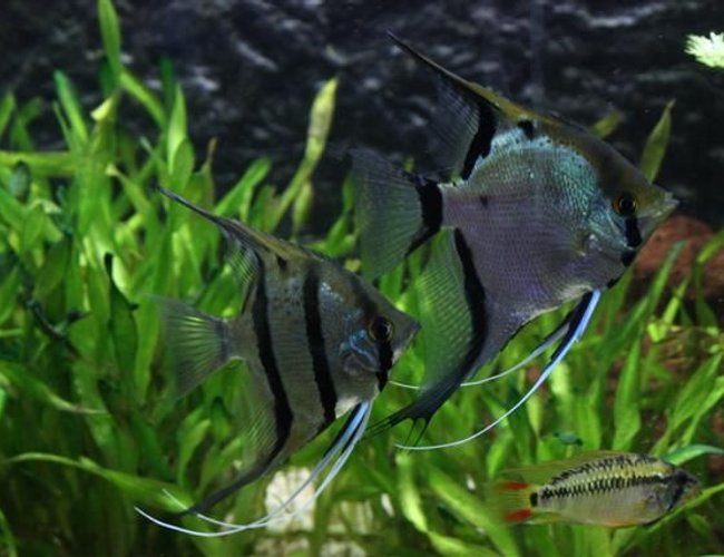 freshwater fish - pterophyllum sp. - silver zebra angel stocking in 350 gallons tank - 2 Angelsfish
1 apistogramma vijita freshwater fish - pterophyllum sp. - silver zebra angel stocking in 350 gallons tank - 2 Angelsfish
1 apistogramma vijita