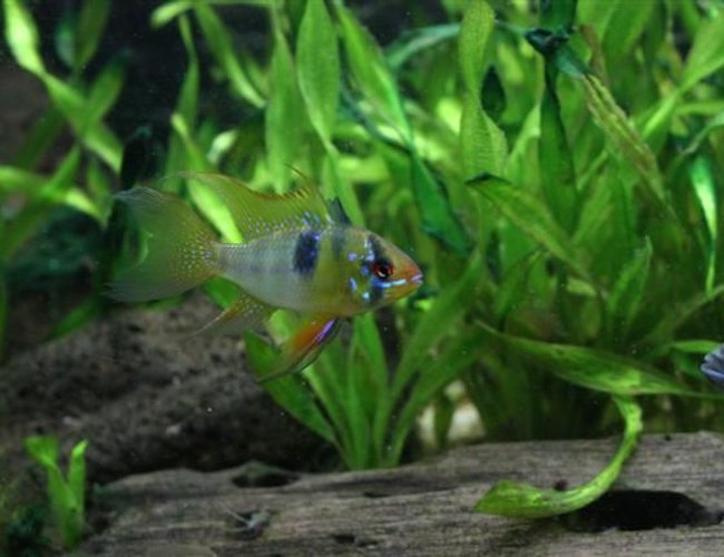 freshwater fish - papiliochromis ramirezi - german blue ram stocking in 350 gallons tank - Bolivian ram freshwater fish - papiliochromis ramirezi - german blue ram stocking in 350 gallons tank - Bolivian ram
