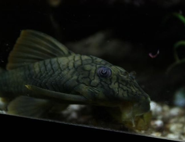 freshwater fish - peckoltia platyrhyncha - net pleco (l-037) stocking in 350 gallons tank - Net pleco freshwater fish - peckoltia platyrhyncha - net pleco (l-037) stocking in 350 gallons tank - Net pleco