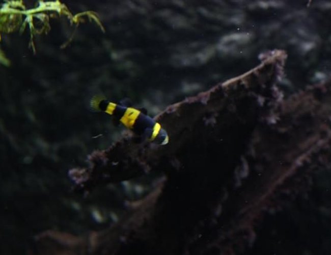 freshwater fish - brachygobius doriae - bumble bee goby stocking in 350 gallons tank - bumble beegoby freshwater fish - brachygobius doriae - bumble bee goby stocking in 350 gallons tank - bumble beegoby