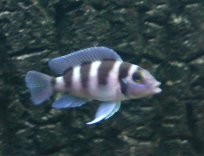 freshwater fish - lamprologus tretacephaleus - tretocephalus cichlid stocking in 64 gallons tank - Five Bar Tang freshwater fish - lamprologus tretacephaleus - tretocephalus cichlid stocking in 64 gallons tank - Five Bar Tang