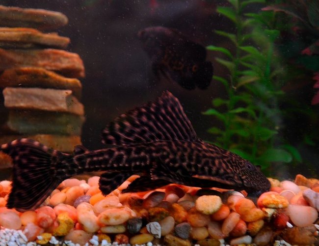 freshwater fish - hypostomus plecostomus - common pleco stocking in 50 gallons tank - Nathan Explosion the 8" Common Pleco freshwater fish - hypostomus plecostomus - common pleco stocking in 50 gallons tank - Nathan Explosion the 8" Common Pleco