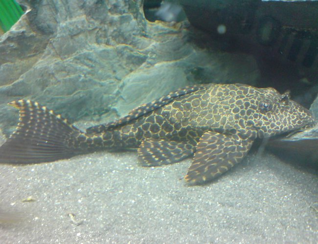 freshwater fish - glyptoperichthys gibbiceps - sailfin pleco (l-83) stocking in 64 gallons tank - Sailfin Plec freshwater fish - glyptoperichthys gibbiceps - sailfin pleco (l-83) stocking in 64 gallons tank - Sailfin Plec
