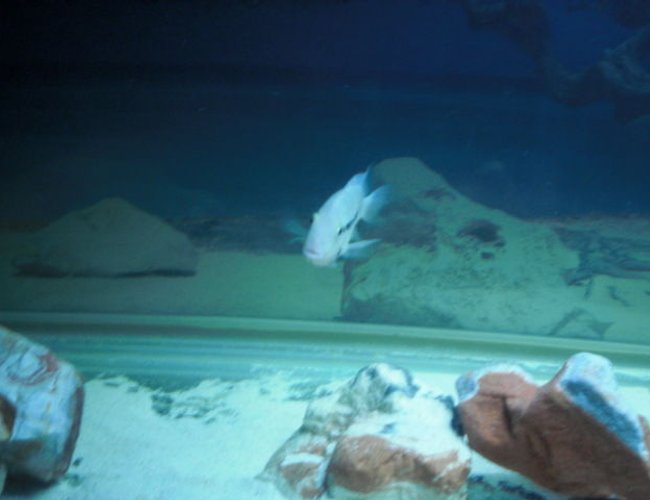 freshwater fish - thorichthys meeki - firemouth cichlid stocking in 80 gallons tank - Firemouth freshwater fish - thorichthys meeki - firemouth cichlid stocking in 80 gallons tank - Firemouth