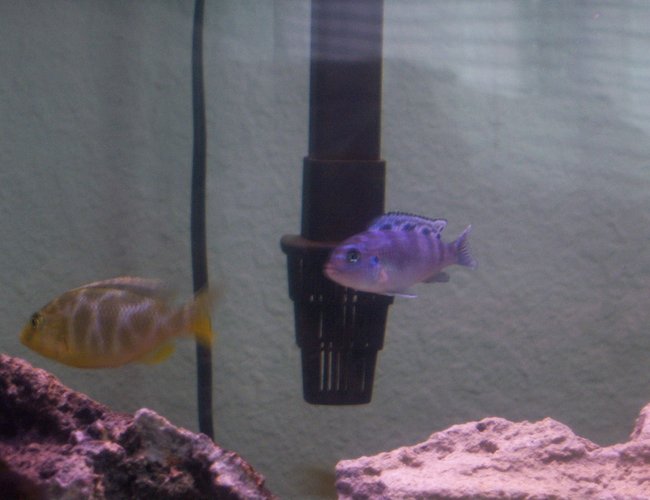 freshwater fish - nimbochromis venustus - venustus cichlid stocking in 55 gallons tank - my venusa and kenyi freshwater fish - nimbochromis venustus - venustus cichlid stocking in 55 gallons tank - my venusa and kenyi