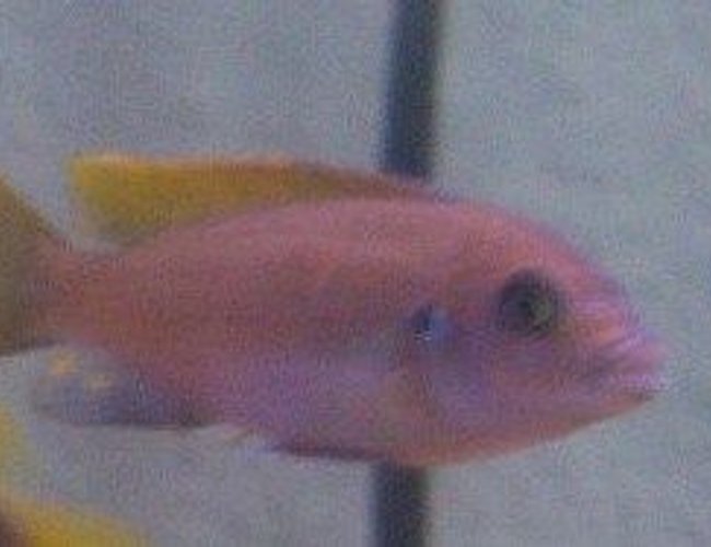 freshwater fish - copadichromis borleyi - yellowfin borleyi cichlid stocking in 55 gallons tank - unknown fish freshwater fish - copadichromis borleyi - yellowfin borleyi cichlid stocking in 55 gallons tank - unknown fish