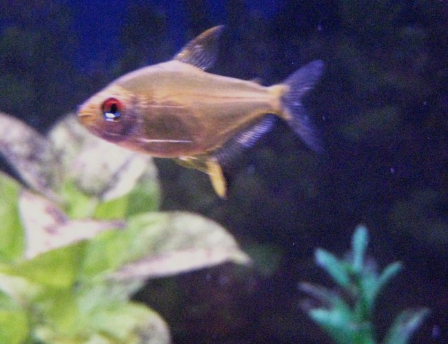 freshwater fish - hyphessobrycon pulchripinnis - lemon tetra stocking in 29 gallons tank - Lemon Tetra getting ready for feeding time. freshwater fish - hyphessobrycon pulchripinnis - lemon tetra stocking in 29 gallons tank - Lemon Tetra getting ready for feeding time.