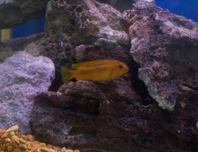 freshwater fish - pseudotropheus estherae - red zebra cichlid stocking in 55 gallons tank - another of my red zebra freshwater fish - pseudotropheus estherae - red zebra cichlid stocking in 55 gallons tank - another of my red zebra