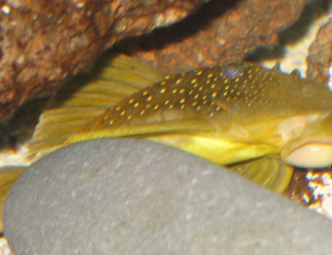 freshwater fish - baryancistrus demantoides - green phantom pleco stocking in 75 gallons tank - L200 Pleco "Green Phantom" freshwater fish - baryancistrus demantoides - green phantom pleco stocking in 75 gallons tank - L200 Pleco "Green Phantom"