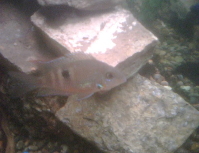 freshwater fish - thorichthys meeki - firemouth cichlid stocking in 65 gallons tank - This is the smallest cichlid of the tank, the firemouth cichlid. This picture does him or her no justice, you cant even see the bright red on the gils, bout 2 1/2 inches, bout 7 months old. A few months younger than the other cichlids. freshwater fish - thorichthys meeki - firemouth cichlid stocking in 65 gallons tank - This is the smallest cichlid of the tank, the firemouth cichlid. This picture does him or her no justice, you cant even see the bright red on the gils, bout 2 1/2 inches, bout 7 months old. A few months younger than the other cichlids.