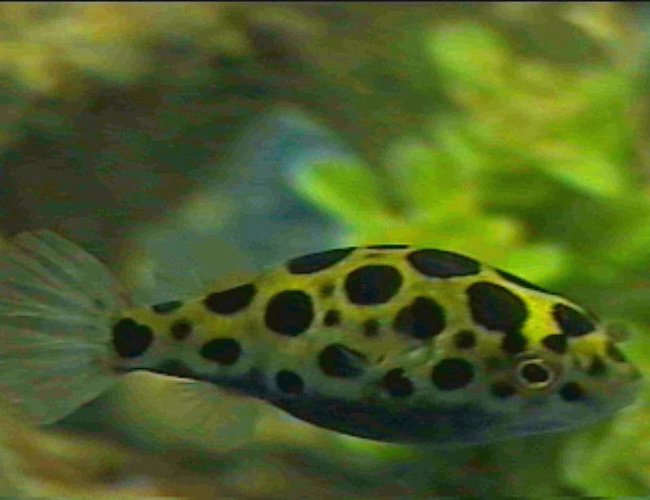 freshwater fish - tetraodon nigroviridis - green spotted puffer stocking in 125 gallons tank - Puffer freshwater fish - tetraodon nigroviridis - green spotted puffer stocking in 125 gallons tank - Puffer