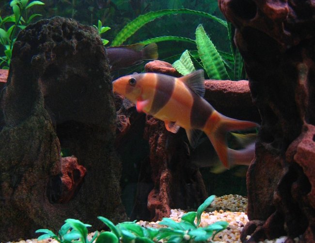 freshwater fish - botia macracantha - clown loach stocking in 75 gallons tank - My fat Clown Loach. He's a bit light in colour than his usual cos it's feed time and he gets a bit nervous with all the other fish around. freshwater fish - botia macracantha - clown loach stocking in 75 gallons tank - My fat Clown Loach. He's a bit light in colour than his usual cos it's feed time and he gets a bit nervous with all the other fish around.