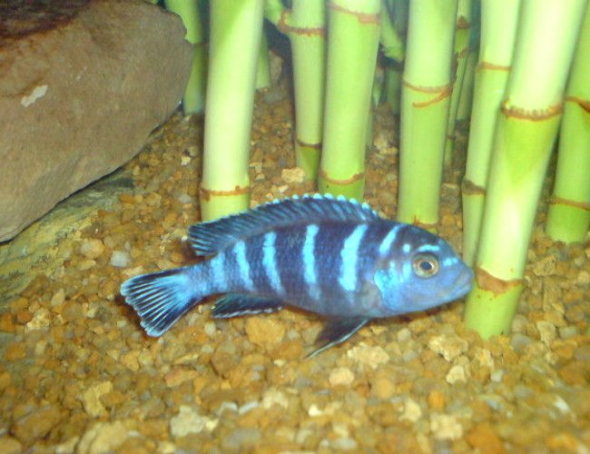 freshwater fish - pseudotropheus demasoni - demasoni cichlid stocking in 160 gallons tank - Demasoni Cichlid freshwater fish - pseudotropheus demasoni - demasoni cichlid stocking in 160 gallons tank - Demasoni Cichlid