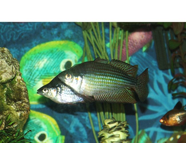 freshwater fish - melanotaenia splendida - australian rainbow stocking in 110 gallons tank - Male Rainbows freshwater fish - melanotaenia splendida - australian rainbow stocking in 110 gallons tank - Male Rainbows