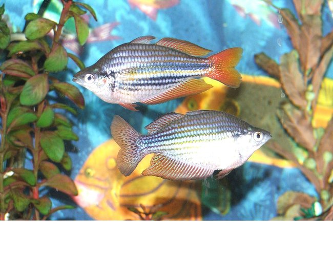 freshwater fish - melanotaenia splendida - australian rainbow stocking in 110 gallons tank - Male Rainbow display freshwater fish - melanotaenia splendida - australian rainbow stocking in 110 gallons tank - Male Rainbow display
