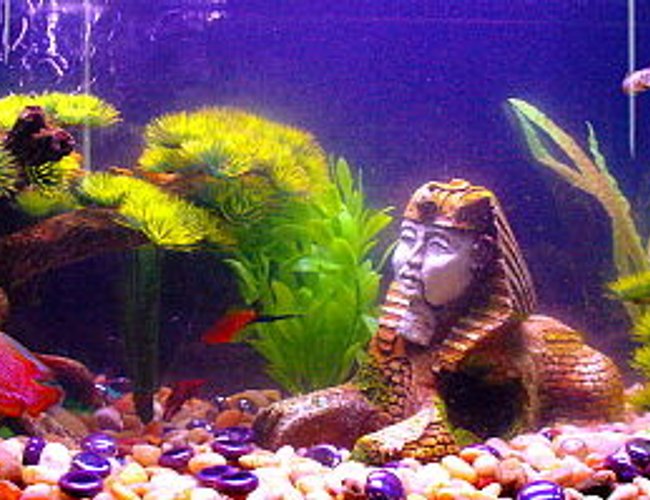 freshwater fish - colisa lalia - flame dwarf gourami stocking in 10 gallons tank - Our community tank....all 5) fish are in view (surprisingly), as well as 1) of our snails. Pictured, our the Dwarf Gourami, Dalmation Mollie, red male Betta, Marigold Swordfin, the Chinese Sucker fish. freshwater fish - colisa lalia - flame dwarf gourami stocking in 10 gallons tank - Our community tank....all 5) fish are in view (surprisingly), as well as 1) of our snails. Pictured, our the Dwarf Gourami, Dalmation Mollie, red male Betta, Marigold Swordfin, the Chinese Sucker fish.