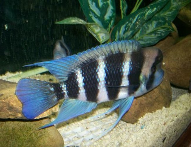 freshwater fish - cyphotilapia frontosa - frontosa cichlid stocking in 180 gallons tank - Male frontosa freshwater fish - cyphotilapia frontosa - frontosa cichlid stocking in 180 gallons tank - Male frontosa