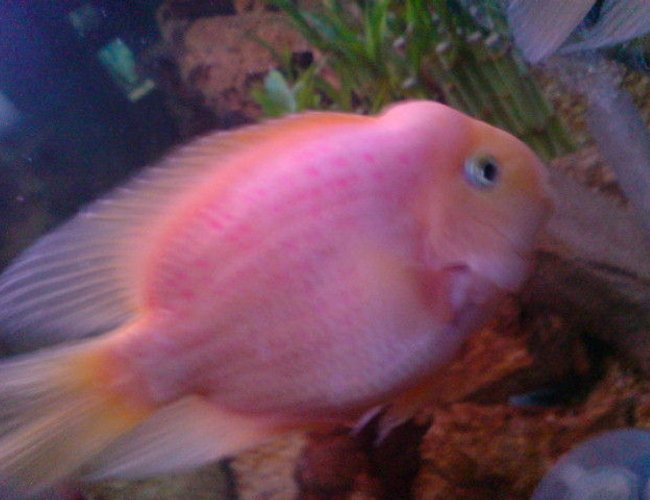freshwater fish - heros severus x amphilophus citrinellum - blood parrot stocking in 180 gallons tank - my cute lovely fish freshwater fish - heros severus x amphilophus citrinellum - blood parrot stocking in 180 gallons tank - my cute lovely fish