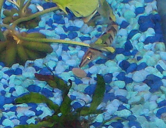freshwater fish - botia hymenophysa - tiger botia loach stocking in 30 gallons tank - Tiger (Loach) Ravaging a sinking alge wafer. He loves these, and attacks it before taking it to one of his hiding spots. Certainly my most exciting fish to watch. freshwater fish - botia hymenophysa - tiger botia loach stocking in 30 gallons tank - Tiger (Loach) Ravaging a sinking alge wafer. He loves these, and attacks it before taking it to one of his hiding spots. Certainly my most exciting fish to watch.