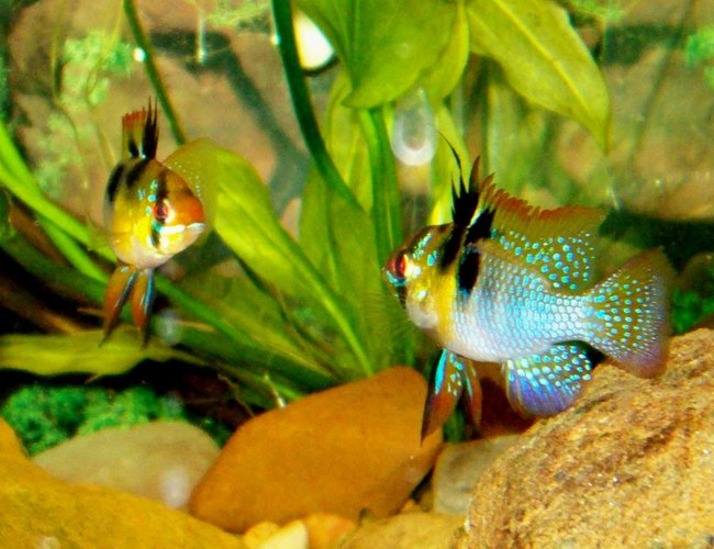 freshwater fish - papiliochromis ramirezi - german blue ram stocking in 75 gallons tank - 2 German Blue Rams freshwater fish - papiliochromis ramirezi - german blue ram stocking in 75 gallons tank - 2 German Blue Rams