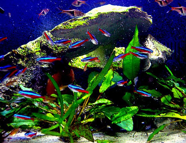 freshwater fish - paracheirodon axelrodi - cardinal tetra stocking in 29 gallons tank - 29 gallon Bio cube pics freshwater fish - paracheirodon axelrodi - cardinal tetra stocking in 29 gallons tank - 29 gallon Bio cube pics