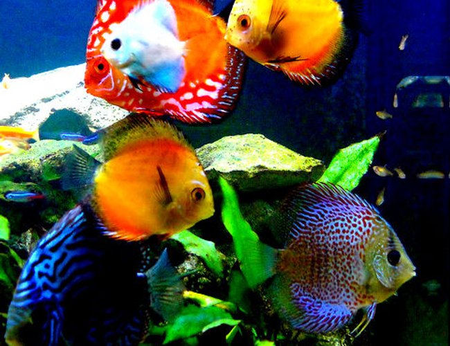 freshwater fish - symphysodon sp. - yellow marlboro discus stocking in 29 gallons tank - 29 gallon Bio cube pics freshwater fish - symphysodon sp. - yellow marlboro discus stocking in 29 gallons tank - 29 gallon Bio cube pics