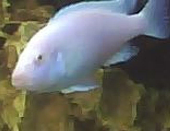 freshwater fish - sciaenochromis fryeri albino - albino electric blue cichlid stocking in 60 gallons tank - snow white freshwater fish - sciaenochromis fryeri albino - albino electric blue cichlid stocking in 60 gallons tank - snow white