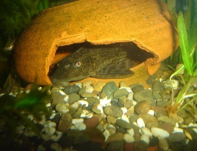 freshwater fish - glyptoperichthys gibbiceps - sailfin pleco (l-83) stocking in 70 gallons tank - pleco freshwater fish - glyptoperichthys gibbiceps - sailfin pleco (l-83) stocking in 70 gallons tank - pleco