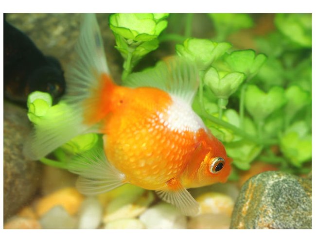 freshwater fish - carassius auratus - crown pearlscale goldfish stocking in 72 gallons tank - pearl scale freshwater fish - carassius auratus - crown pearlscale goldfish stocking in 72 gallons tank - pearl scale
