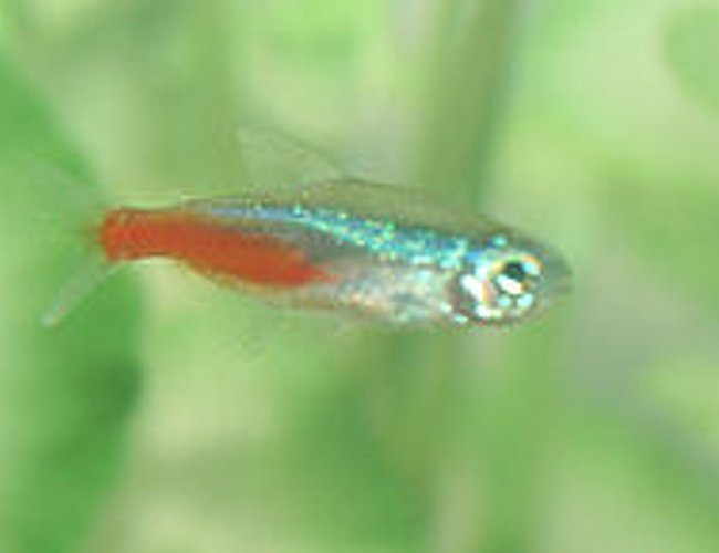 freshwater fish - paracheirodon innesi - neon tetra jumbo stocking in 72 gallons tank - neon tetra freshwater fish - paracheirodon innesi - neon tetra jumbo stocking in 72 gallons tank - neon tetra