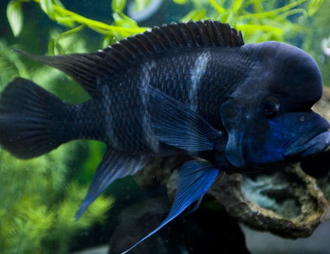 freshwater fish - cyphotilapia frontosa - frontosa cichlid stocking in 150 gallons tank - Frontosa freshwater fish - cyphotilapia frontosa - frontosa cichlid stocking in 150 gallons tank - Frontosa