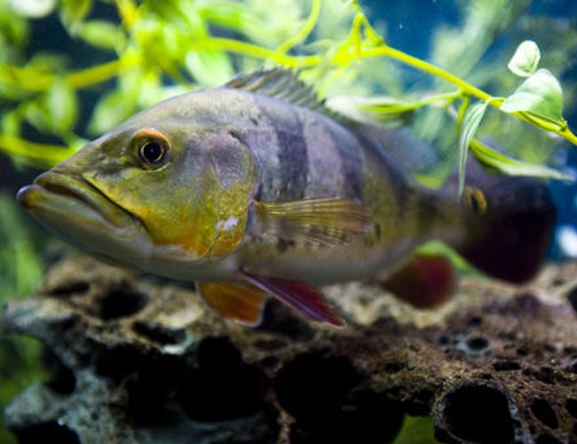 freshwater fish - cichlia ocellaris - peacock bass (ocellaris) stocking in 150 gallons tank - Peacock Bass freshwater fish - cichlia ocellaris - peacock bass (ocellaris) stocking in 150 gallons tank - Peacock Bass