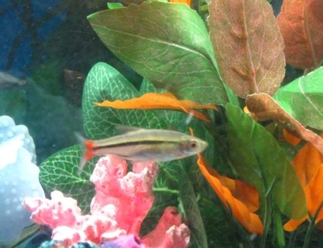 freshwater fish - pristella maxillaris - gold pristella tetra stocking in 10 gallons tank - The X-Ray Tetra freshwater fish - pristella maxillaris - gold pristella tetra stocking in 10 gallons tank - The X-Ray Tetra