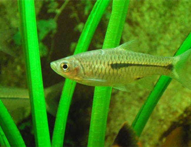 freshwater fish - pristella maxillaris - gold pristella tetra stocking in 26 gallons tank - I dont know the name of this fish. If anyone knows please inform me. ganeshkwt@yahoo.co.uk freshwater fish - pristella maxillaris - gold pristella tetra stocking in 26 gallons tank - I dont know the name of this fish. If anyone knows please inform me. ganeshkwt@yahoo.co.uk
