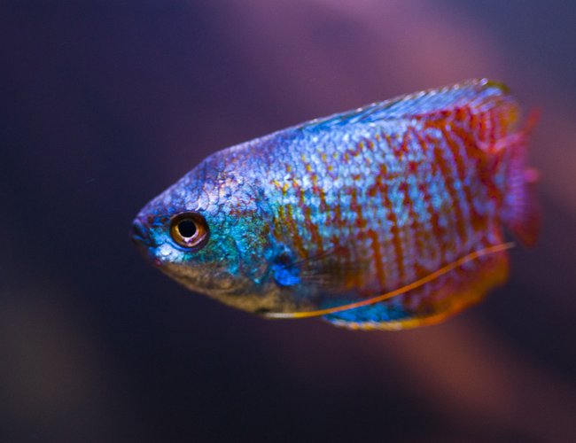 freshwater fish - colisa lalia - neon blue dwarf gourami stocking in 28 gallons tank - Portrait of Dwarf Gourami freshwater fish - colisa lalia - neon blue dwarf gourami stocking in 28 gallons tank - Portrait of Dwarf Gourami