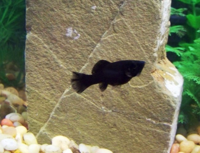freshwater fish - poecilia latipinna - black sailfin molly stocking in 120 gallons tank - This molly is only a few months old. freshwater fish - poecilia latipinna - black sailfin molly stocking in 120 gallons tank - This molly is only a few months old.