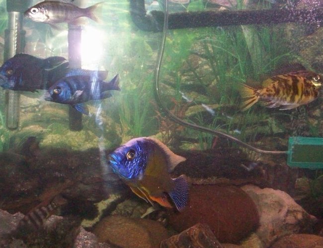 freshwater fish - aulonocara rubescens - ruby red peacock stocking in 55 gallons tank - My Cichlids Tank :).... Its a 75 gallon tank :) freshwater fish - aulonocara rubescens - ruby red peacock stocking in 55 gallons tank - My Cichlids Tank :).... Its a 75 gallon tank :)